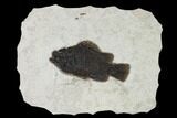 Fossil Fish (Cockerellites) - Wyoming #158563-1